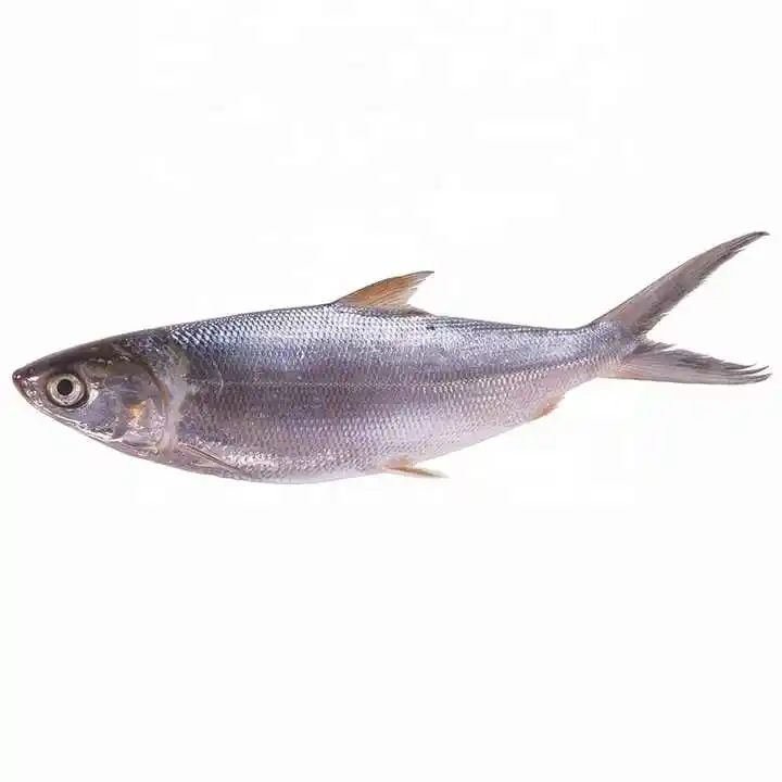 Kualitas grosir 80-90 buah Sardin beku ikan makanan laut BQF Frozen segar seluruh Sardine ikan dijual