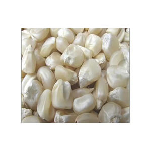 Maíz blanco de alta calidad disponible a granel a los mejores precios al por mayor - Product Image 3