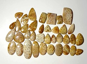 Cabochon de pierres précieuses en vrac de corail fossilisé naturel de meilleure qualité mélange de pierres précieuses en vrac forme et taille utilisation de pierres précieuses pour la fabrication de bijoux - Product Image 6