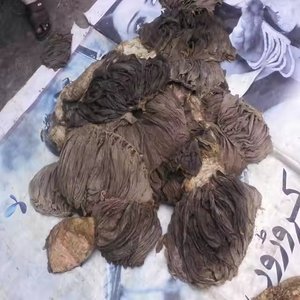 Meilleur Grade Bœuf Salé Sec Frais Omasum Bœuf Halal Bœuf Salé Omasum Buffalo Omasum Vache Ventre Nettoyée Fournisseur - Product Image 3