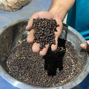 Pimienta negra vietnamita 580G Jumbo Bold Hierba picante Especias crudas secas en patrón Sabor caliente Variedad de exportación Proceso de secado limpio - Product Image 1