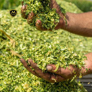 Ensilaje de maíz, alta calidad para alimentación animal en VIETNAM, buen precio - Product Image 4