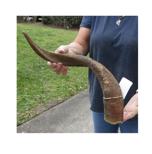 Corne de chèvre pour chien à mâcher artisanat corne d'eau pour chien corne à mâcher haut de nourriture pour chien pour produit Offre Spéciale de taille personnalisée - Product Image 3