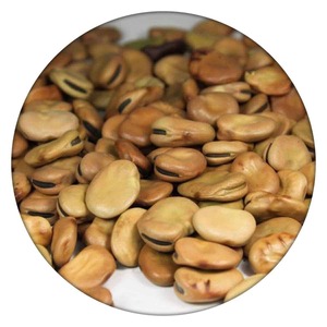 Frijoles de Fava pelados de primera calidad Abalorios de Fava pelados empaquetados a granel ofrecidos para exportación con el mejor precio al por mayor por kg - Product Image 6
