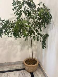 Jardinières en pierre antique réglables en hauteur pour salon et extérieur - Product Image 4