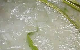 Dados de Aloe Vera de grado de exportación: alta calidad, precio asequible para fabricantes internacionales de alimentos. - Product Image 4