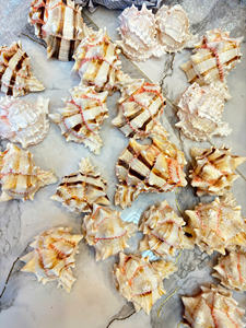 Seashell Premium Vietnam Ocean Material Perfect For <b>Souvenir</b> Decoration Packaging Jewelry And Creative Craft - Product Image 2