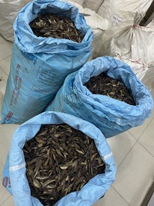 Hot Bán Murex Vỏ Biển Operculum Đánh Bóng Vật Liệu Biển Được Sử Dụng Cho Nước Hoa Trang Trí Và Đồ Trang Sức Xuất Khẩu Việt Nam - Product Image 3