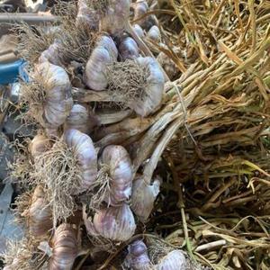 Ail frais de nouvelle récolte, ail blanc normal à bon prix - Product Image 1
