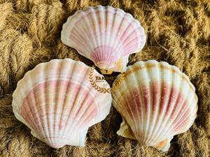 Coquilles de pétoncles sèches et propres pour la décoration en stock - Product Image 4