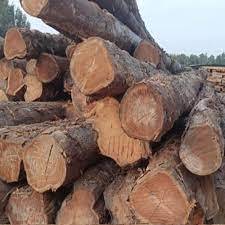 Siberian Larch Logs for Fine <b>Wood</b> Products Siberian Larch Logs for Timber Flooring Siberian Larch Logs for Beams and Posts - Product Image 2