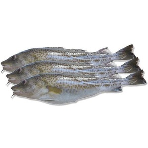 ปลาค็อดแอตแลนติกแช่แข็งคุณภาพเยี่ยม BQF/เนื้อปลาค็อด ออร์แกนิกจากโปรตุเกส ผู้จัดจำหน่ายชั้นนำ บรรจุภัณฑ์สุญญากาศเกรดพรีเมียม ขายส่งออนไลน์ - Product Image 6