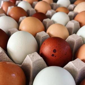 Natural Farm Chicken Table <b>Eggs</b> Fresh 100% Pure Full of Vitamins and Minerals Packed for Safe <b>Storage</b> and Healthy Eating - Product Image 4