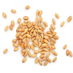 Cheap Price Wheat Grain Wholesale With Customized Packing/Top Quality Durum Wheat Grain from Canada worldwide shipping