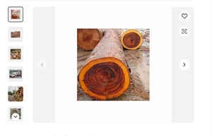 Troncos redondos de madera de cisne, diversos tipos de maderas duras, teca, abeto, pino, cerezo, abedul, nogal, roble rojo, Fresno, roble para muebles - Product Image 3