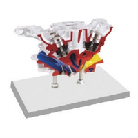 Modelo Anatómico de Cabeza de Cilindro de 5 Válvulas para Audi - Piezas Anatómicas Automotrices - Aprendizaje de Anatomía Automotriz - Kit de Entrenamiento Automotriz
