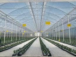 Invernadero Agrícola Multi-span Grande para Cultivadores Comerciales de Shenzhen Longood - Product Image 4