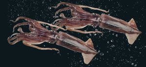 Calamar Illex Congelado, Tubos Redondos Enteros, Tentáculos, Pesca Salvaje, Mariscos Argentinos, Proveedor IQF - Product Image 1