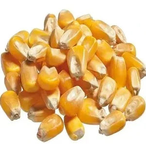 Maíz Dulce Amarillo Seco a Granel, Alta Pureza, Granos, Capacidad de Envío de 25 Toneladas, Apto para Alimentación Animal y Sector Alimentario - Product Image 5