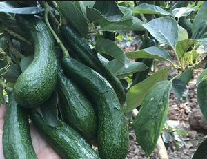 ใบอะโวคาโดธรรมชาติอบแห้งเพื่อแช่สมุนไพรปราศจากสารเคมีและยั่งยืน - Product Image 6