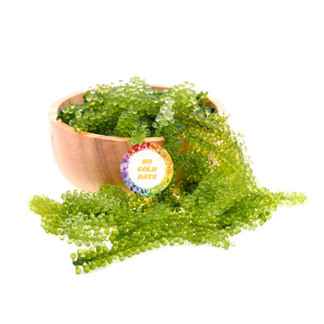 Обезвоженный морской виноград Caulerpa Lentillifera - 100% свежие водоросли из Вьетнама натуральные зеленые водоросли по оптовой цене