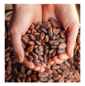 Fèves de cacao séchées Fèves de cacao crues fermentées - Product Image 2