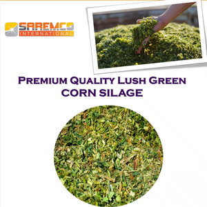 Saremco International Premium Balles de foin nutritives d'ensilage de maïs pour l'alimentation des animaux pour les bovins, les porcs, les chevaux et les chameaux - Product Image 4