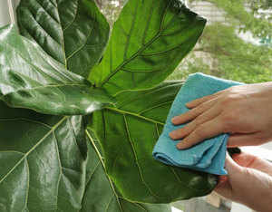 เทอร์มินาเลีย catappa ใบ/ฟาร์ม-อุปทานสด/มูลค่าสูง/ผลิตในเวียดนาม - Product Image 4