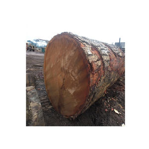 Bûches de pin pour l'industrie de la construction, dotées d'une résistance naturelle et de propriétés légères pour un maniement et un traitement faciles, vente en gros - Product Image 5