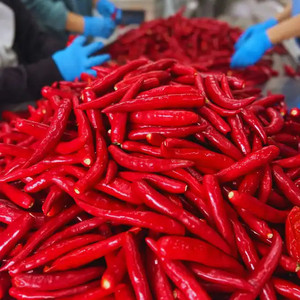 Chiles frescos a granel del proveedor Bao Tram Anh Producto agrícola de Vietnam - Product Image 2