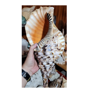VIETNAM 2024 SEASHELL MIXTO SEASHELL-Decoración de conchas marinas/Trompeta Triton Shell/ Triton Concha para exportar - Product Image 1