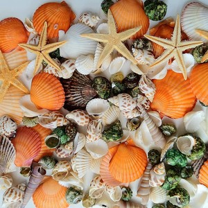 Coquillages naturels de collection Décoration de maison Événement Fête Mariage Aquarium Coquillages marins vides Coquille de palourde Différents types - Product Image 4