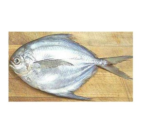 Pescado Entero Congelado, Pargo Blanco Plateado, Mariscos Congelados a Granel - Product Image 5