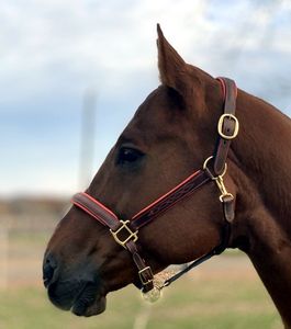 带衬垫的花式缝合笼头。橙色衬垫和缝合的鼻子。加厚皇冠重型方形五金配件和按扣。 - Product Image 4
