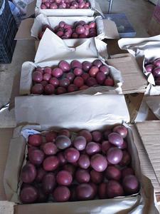 Type de traitement cuit passion séché doux fabriqué au Vietnam qualité supérieure en gros naturel doux Akina - Product Image 2