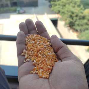 Maíz de Grano Partido 100% Orgánico de Origen Indio, de Alta Calidad para Alimentación de Aves - Product Image 3