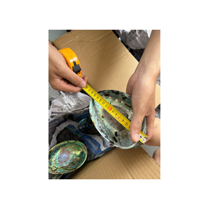 Conchas de abulón naturales utilizadas para hacer joyas, collares, pendientes al por mayor, material de alta calidad exportado de Vietnam - Product Image 5