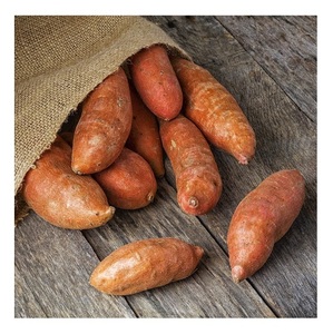 Fournisseur en gros de légumes frais de qualité naturelle, patates douces en vrac, prêts à l'exportation - Product Image 3