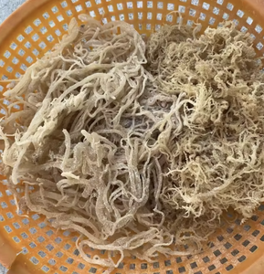 วัตถุดิบสาหร่ายคอตตอนนีอเนกประสงค์ที่ปรับแต่งให้เหมาะสำหรับการผลิตอะการ์เข้มข้น โดยใช้แหล่งผลิตที่เชื่อถือได้จากเวียดนามสำหรับผู้ส่งออก - Product Image 6