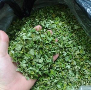 ผงมะรุมสกัดสมุนไพรแห้งเกรดอาหารผงฐานใบมะรุมอุดมไปด้วยวิตามินสำหรับชาเขียวบรรจุสุญญากาศ - Product Image 2