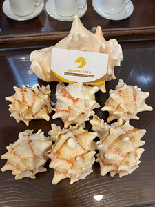 Seashell Premium Vietnam Ocean Material Perfect For <b>Souvenir</b> Decoration Packaging Jewelry And Creative Craft - Product Image 5
