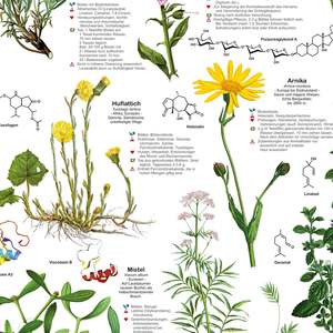 Póster de Plantas Medicinales DIN A1 Alemán, Modelo Anatómico para Ciencias Médicas, Material de PVC y Metal para Escuelas - Product Image 2