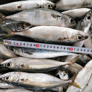 Precio bajo de fábrica Iluminación Captura Pescado de tierra BQF Caballa Congelada Caballa del Pacífico 8-12 pcs/kg - Product Image 5