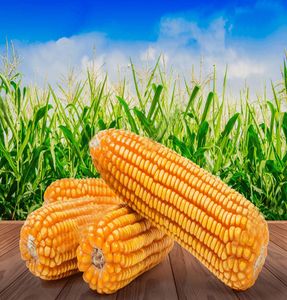 Maíz Blanco de Primera Calidad en Oferta para Alimentación de Aves de Corral, Ganado Vacuno y Porcino en Suministros Agrícolas y Producción de Alimentos - Product Image 2