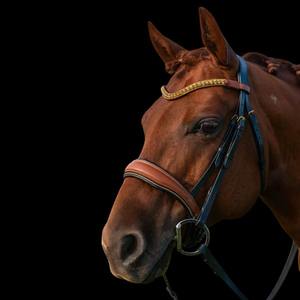 อุปกรณ์ขี่ม้าสำหรับการแข่งม้า บังเหียนสีน้ำตาลอ่อน พร้อมสายบังเหียน  รับผลิตตามสีและขนาดที่ต้องการ (OEM) - Product Image 2