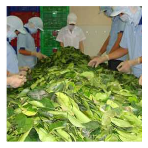 Hoja de tapioca natural 100%: Hoja de yuca congelada vietnamita, finamente molida, perfecta para cocinar de forma sencilla y recetas populares - Product Image 2