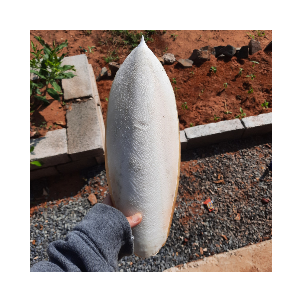 Вьетнамский корм для животных, полезные Средства, сырье, сушеная кость каракатицы, натуральная белая сушеная кость каракатицы