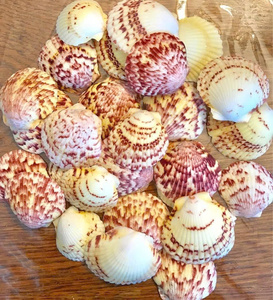 Conchas de vieiras cuidadosamente seleccionadas de Vietnam para suministros de arte, decoración de paredes y proyectos de estilo costero - Product Image 5