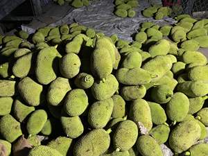Ingrédient de Jackfruit jeune congelé de qualité supérieure pour les marques végétaliennes, les restaurants et l'industrie agroalimentaire - Product Image 3