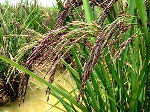 Riz brun biologique Vilaconic de haute qualité du Vietnam noir/rouge dur séché-Contactez Mme Jenny Doan au + 84398885178 - Product Image 5